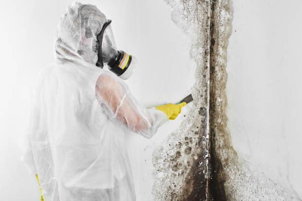 Best Commercial Mold Removal  in Bermuda Dunes, CA