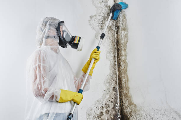 Attic Mold Removal in Bermuda Dunes, CA