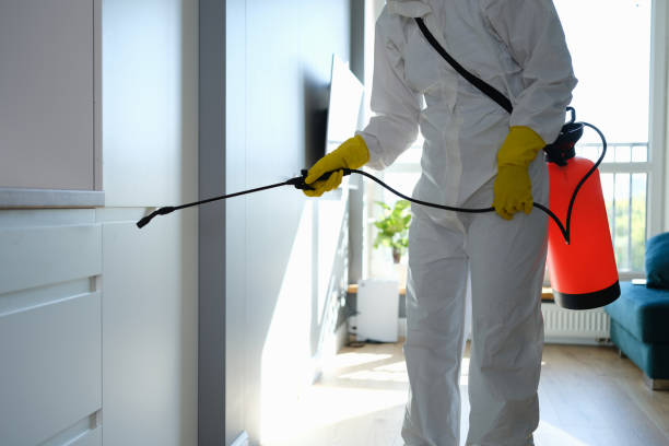 Best Same-Day Mold Removal  in Bermuda Dunes, CA