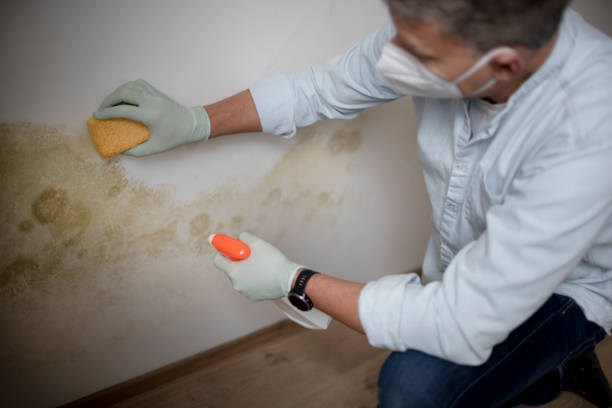 Best Mold Remediation  in Bermuda Dunes, CA