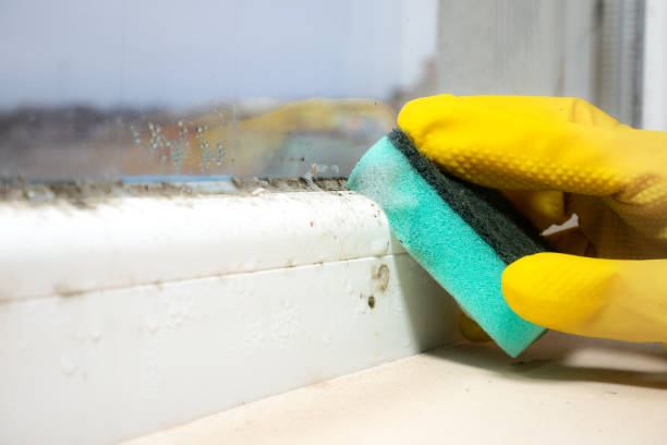 Office Mold Removal Services in Bermuda Dunes, CA