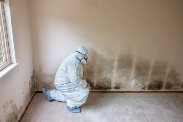 Best Mold Removal Company Near Me  in Bermuda Dunes, CA