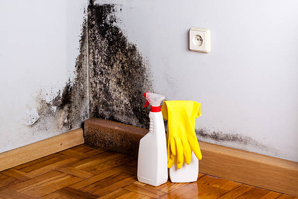 Best Toxic Mold Removal  in Bermuda Dunes, CA