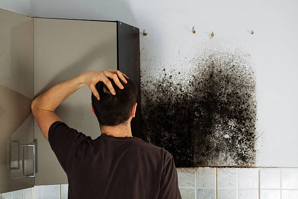 Best Home Mold Removal  in Bermuda Dunes, CA