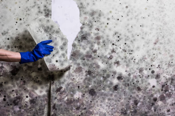 Professional Mold Removal in Bermuda Dunes, CA